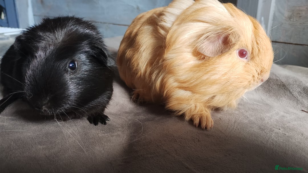 Guinea Pig rodents for sale: Pair of male guinea pigs so beautiful  - Image 7
