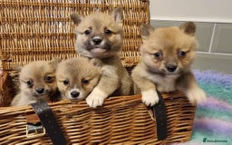 Mixed Breed dogs for sale: Corgi-Inus 💙 Just 1 BOY LEFT - Image 9