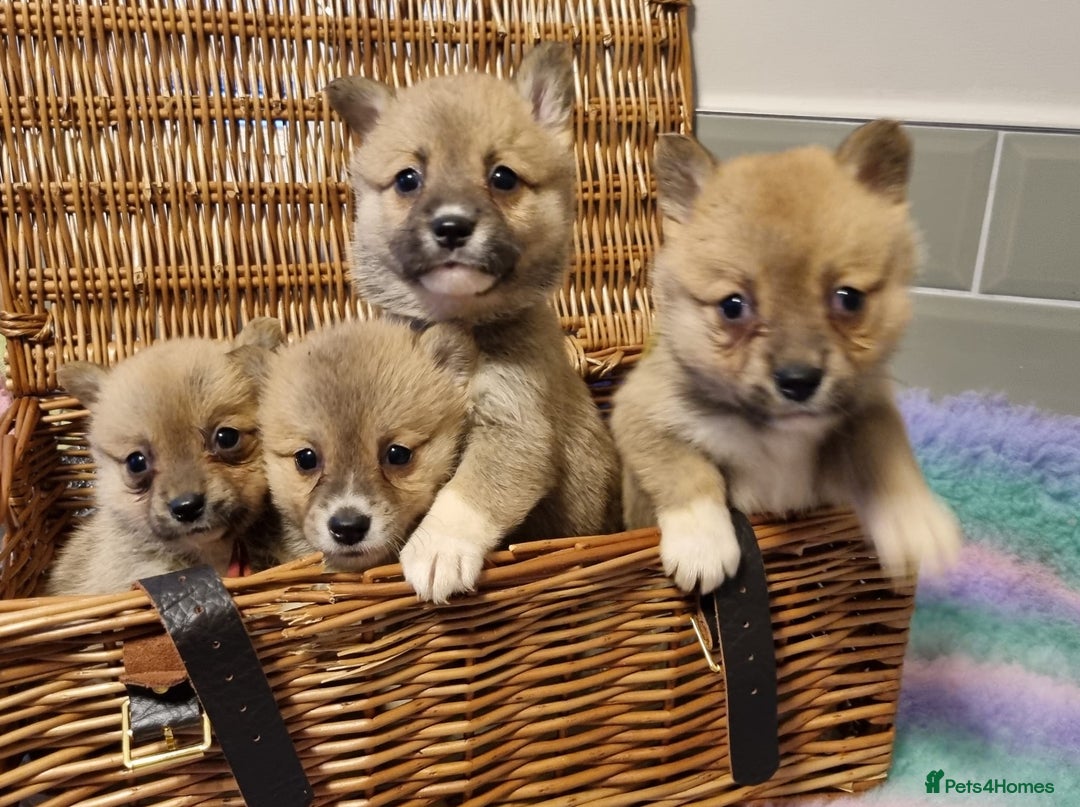 Mixed Breed dogs for sale: Corgi-Inus 💙 Just 1 BOY LEFT - Image 9