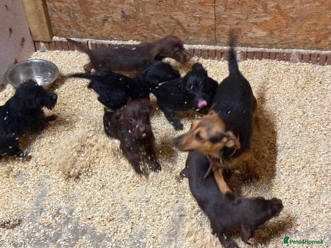 Jackapoo dogs for sale: Beautiful jackapoo - Image 1