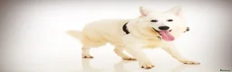 White Swiss Shepherd dogs for stud: STUD - KC Registered White Swiss Shepherd - Advert 1