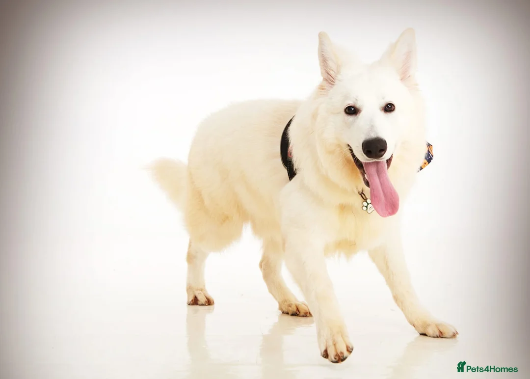 White Swiss Shepherd dogs for stud: STUD - KC Registered White Swiss Shepherd - Advert 1