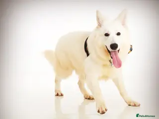 White Swiss Shepherd dogs STUD - KC Registered White Swiss Shepherd - Advert 11
