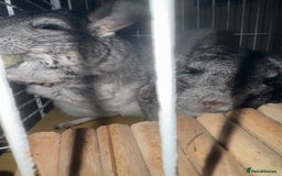 Chinchilla rodents for sale: Chinchillas Females for sale  - Image 1