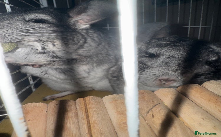 Chinchilla rodents - Advert 2