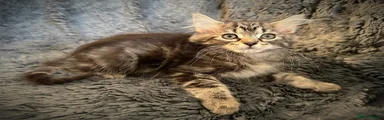 Long haired female tabby