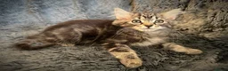Mixed Breed cats for sale: 9 beautiful kittens looking for new homes  - Advert 36
