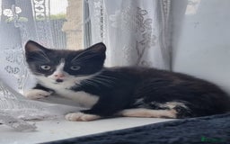 British Longhair cats for sale: Black and white kitten - Image 1