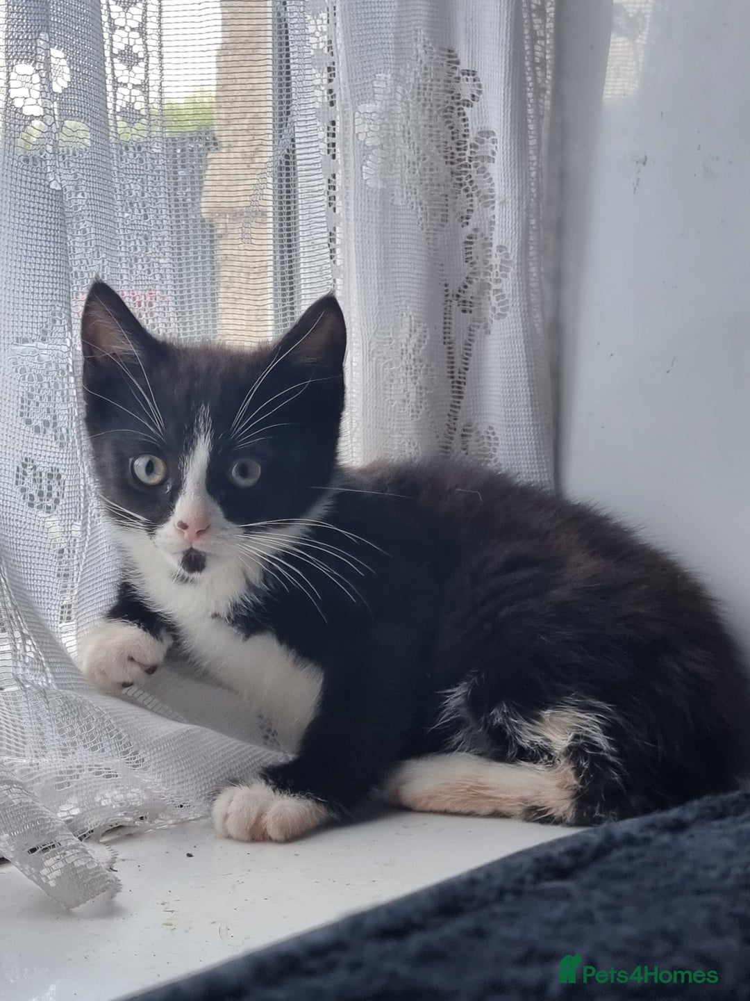British Longhair cats for sale: Black and white kitten - Image 1