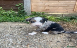 Border Collie dogs for sale: 6 Border Collie Pups for Sale ! - Image 11