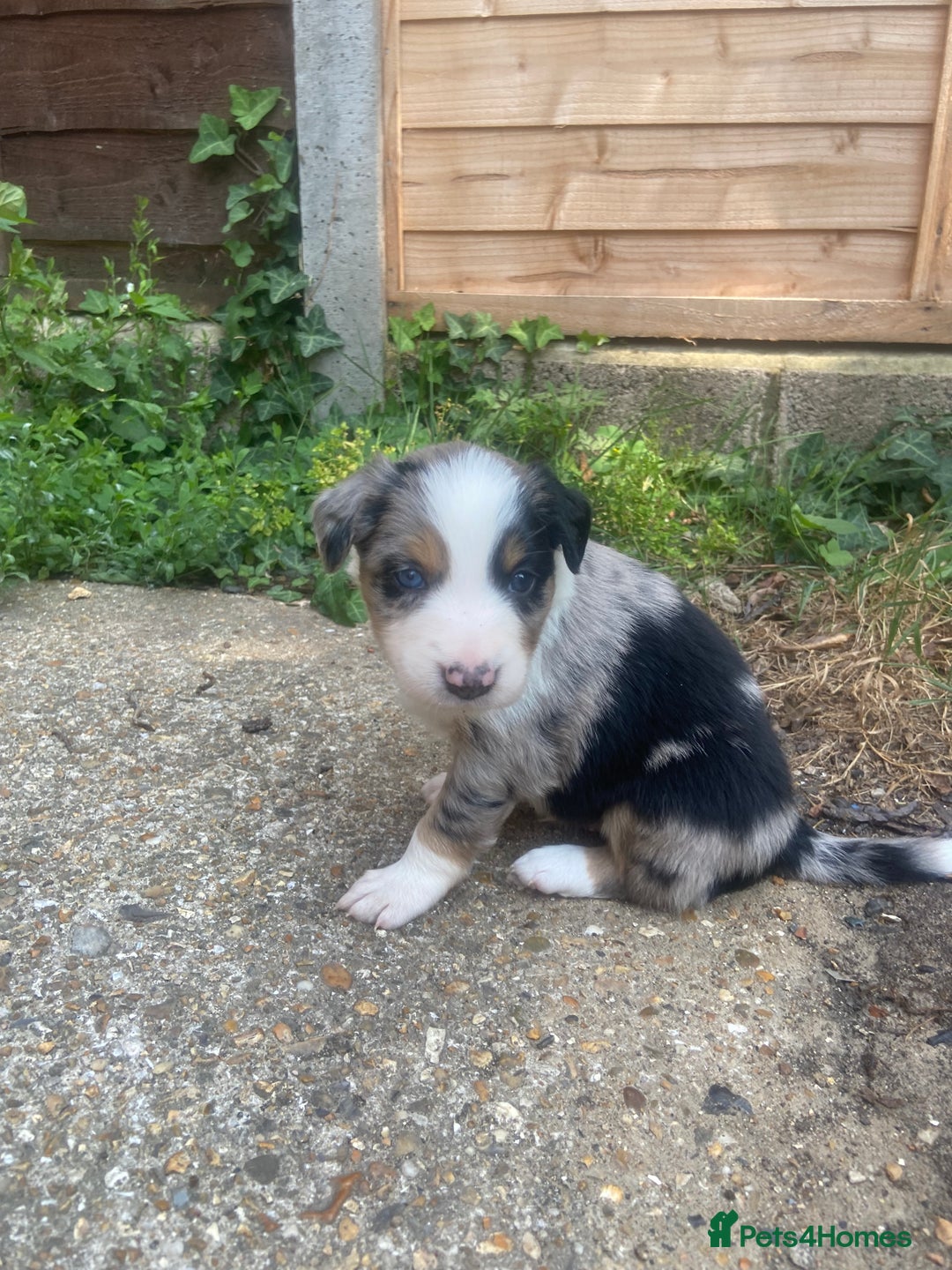 Border Collie dogs for sale: 6 Border Collie Pups for Sale ! - Image 11