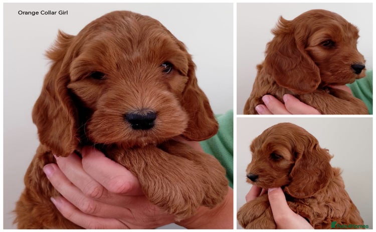 Cockapoo dogs - Advert 2