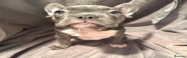 EVO - BOY - ADOPTED