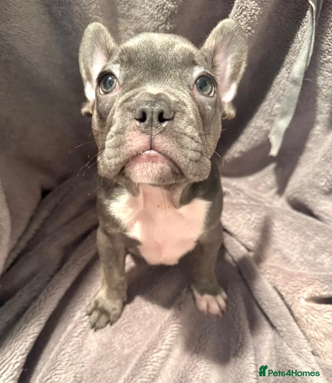 French Bulldog dogs for sale: KC Registered EXCELLENT BLOODLINE HEALTH TESTED - Advert 2