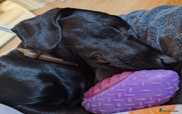 Mixed Breed dogs for sale: Teddy 8 Month Old Dachshund Cross Labrador - Image 6