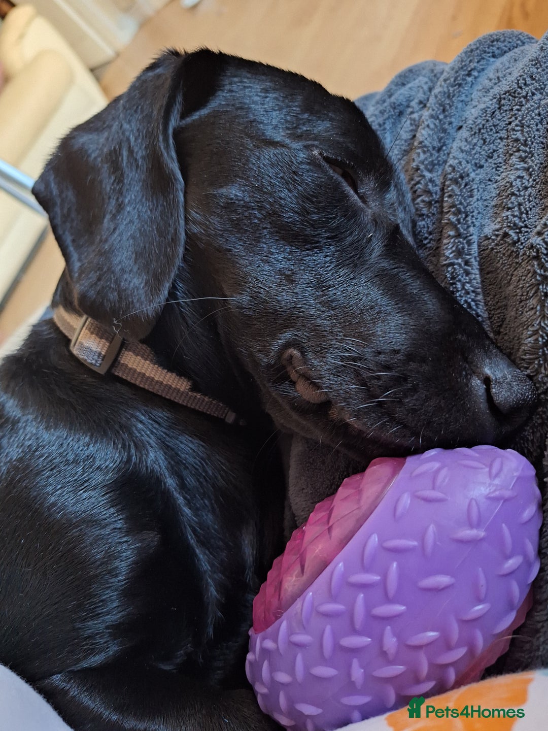 Mixed Breed dogs for sale: Teddy 8 Month Old Dachshund Cross Labrador - Image 6