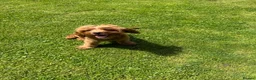 Cavapoo dogs for stud: Cavapoo Proven Stud  - Advert 6