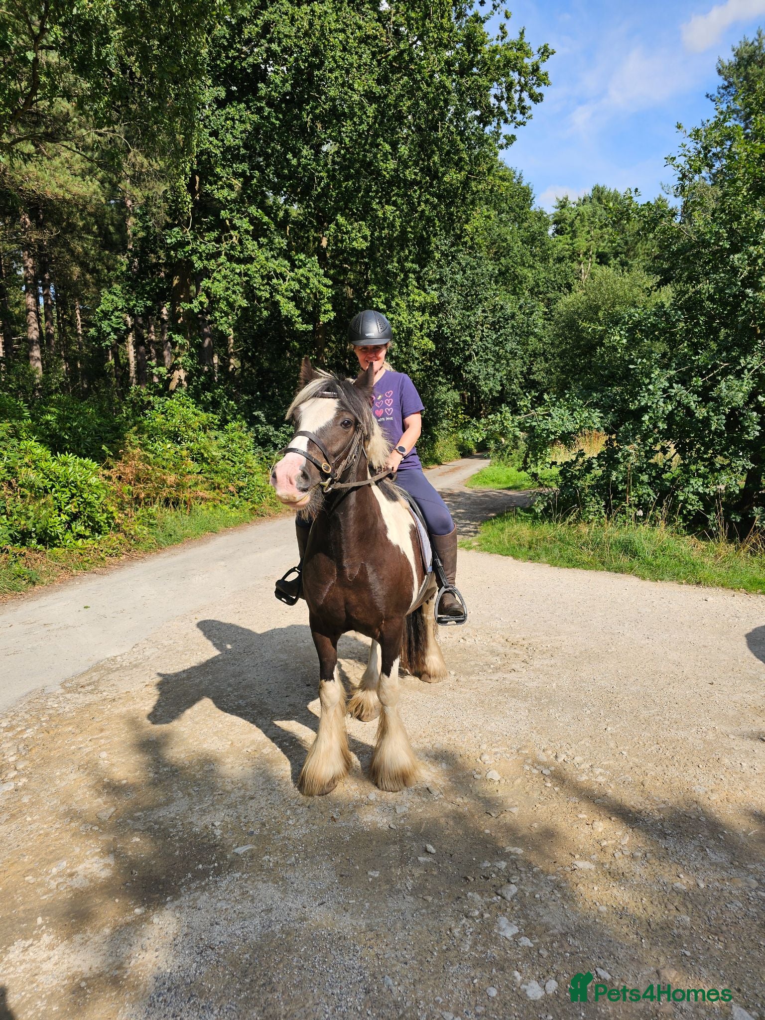 Irish Cob horses 5 year old kind natured cob gelding 13.3/14hh - Advert 11
