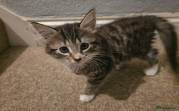Mixed Breed cats for sale: 3 beautiful and playful kittens - Image 8