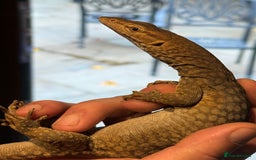 Monitor reptiles for sale: Tristis Tristis Monitor  (Black Headed Monitor) - Image 4