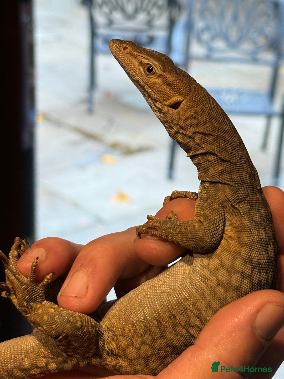 Monitor reptiles for sale: Tristis Tristis Monitor  (Black Headed Monitor) - Image 4