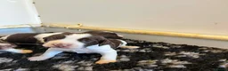 English Springer Spaniel dogs for sale: Exceptional bred springer spaniel puppies in Wolverhampton - Advert 7