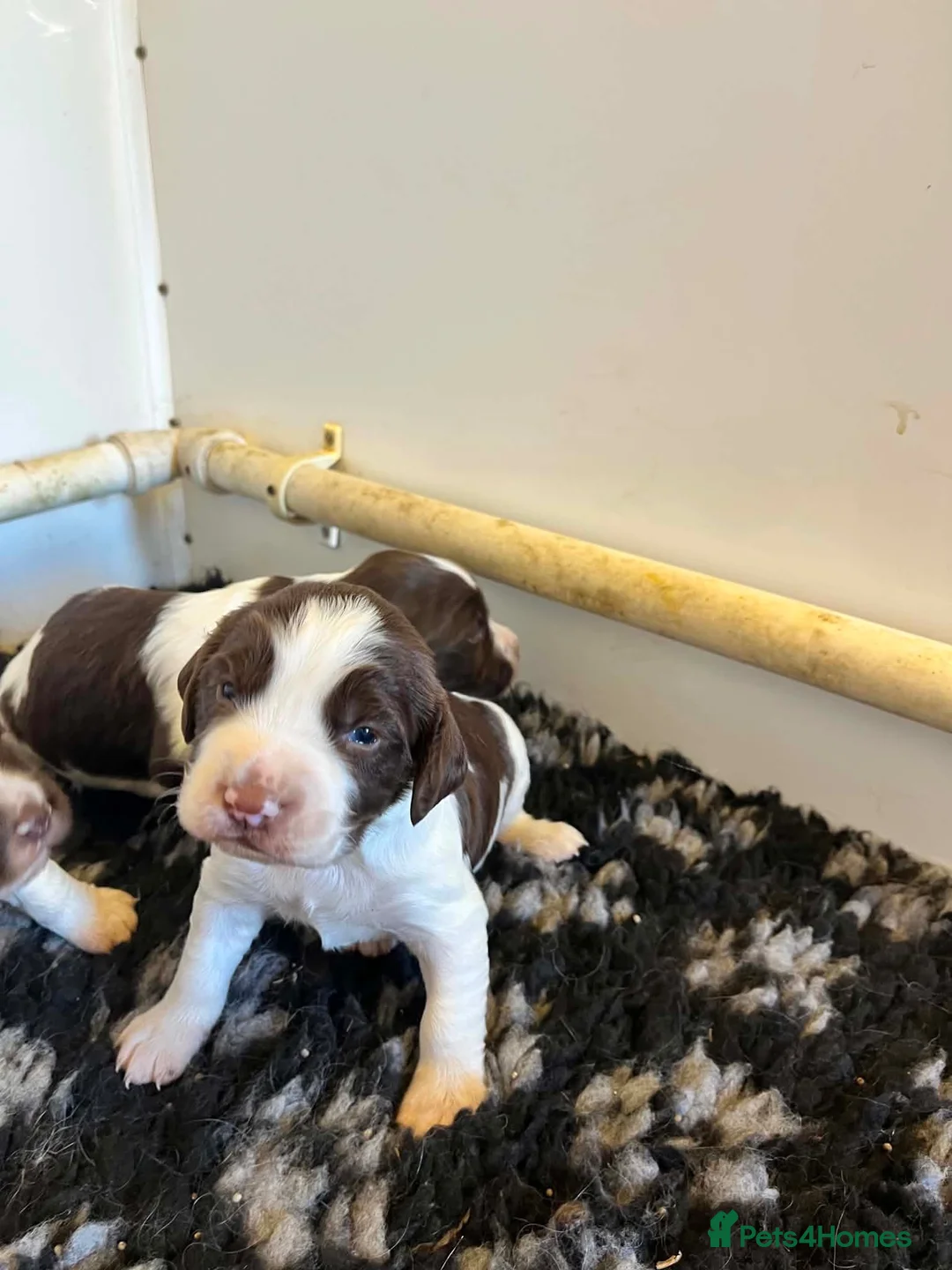 English Springer Spaniel dogs for sale: Exceptional bred springer spaniel puppies in Wolverhampton - Advert 7