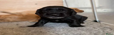 Cockapoo 4