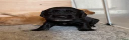 Cockapoo dogs for sale: Beautiful Cockapoo Puppies  - Advert 2