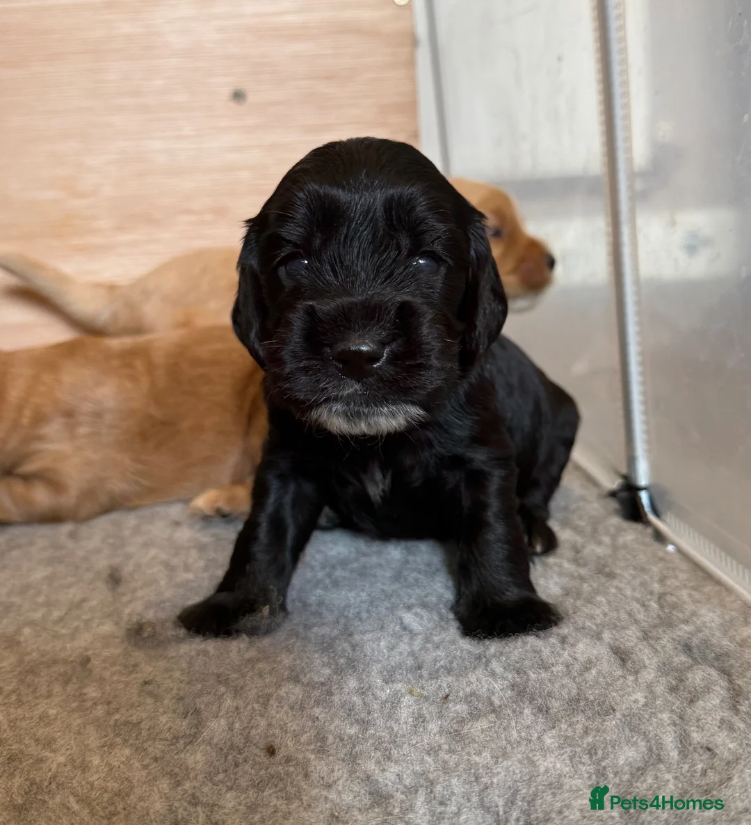 Cockapoo dogs for sale: Beautiful Cockapoo Puppies  - Advert 2
