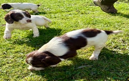 English Springer Spaniel dogs for sale: GAMEKEEPER BRED SPRINGER SPANIEL PUPS - Image 4