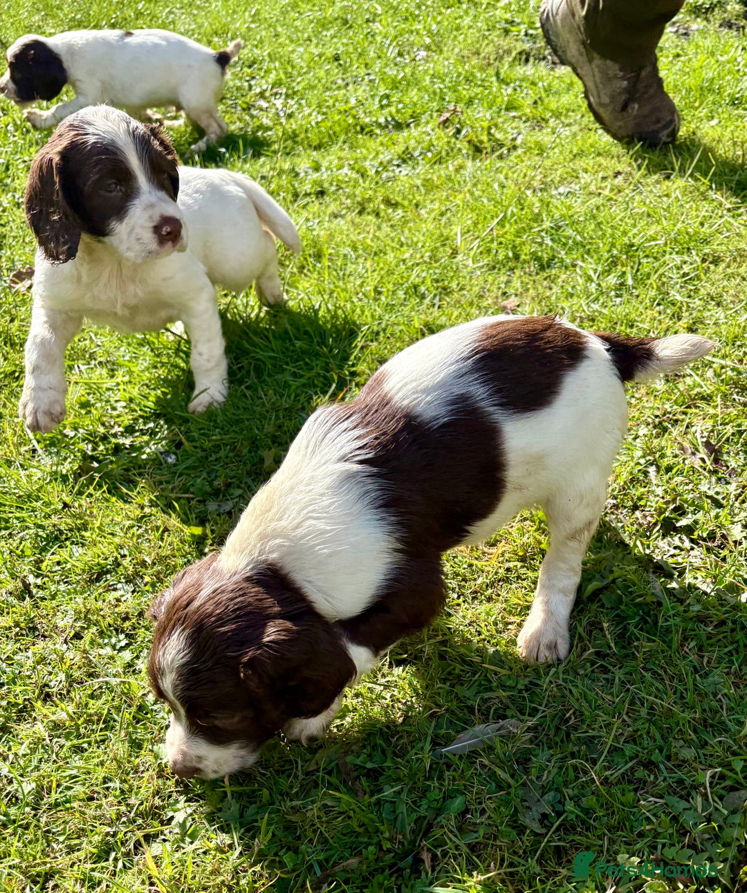 English Springer Spaniel dogs for sale: GAMEKEEPER BRED SPRINGER SPANIEL PUPS - Image 4