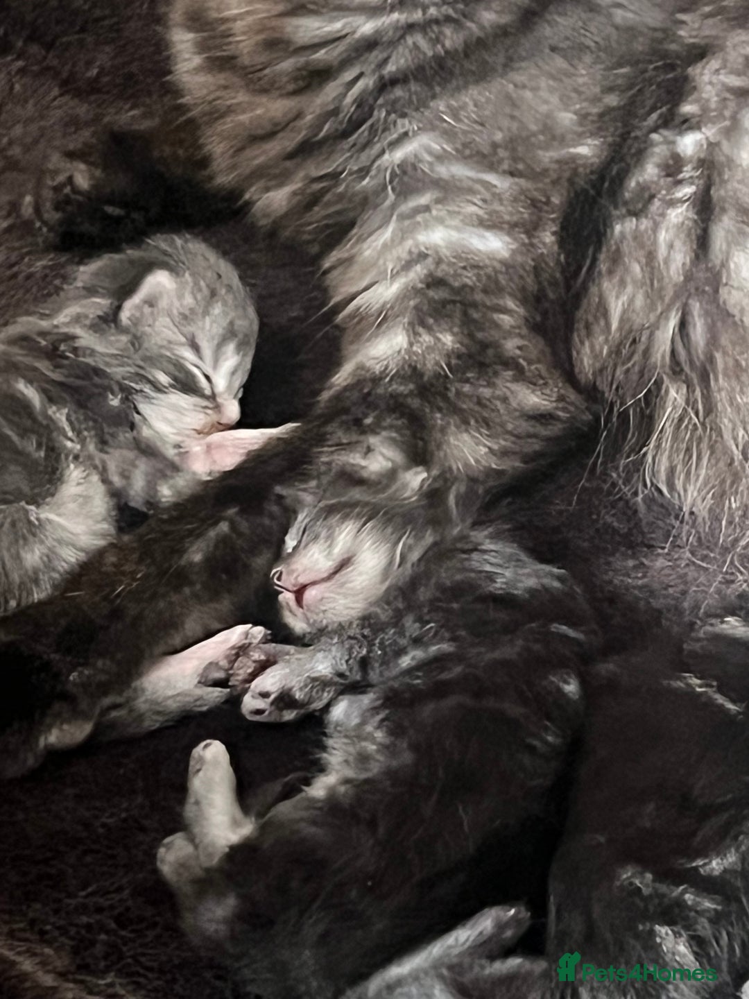 Maine Coon cats for sale: Maine coon kittens  - Image 1