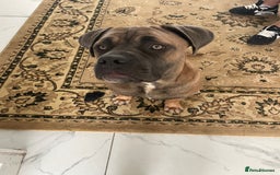 Cane Corso dogs for sale: Cane corso - Image 1