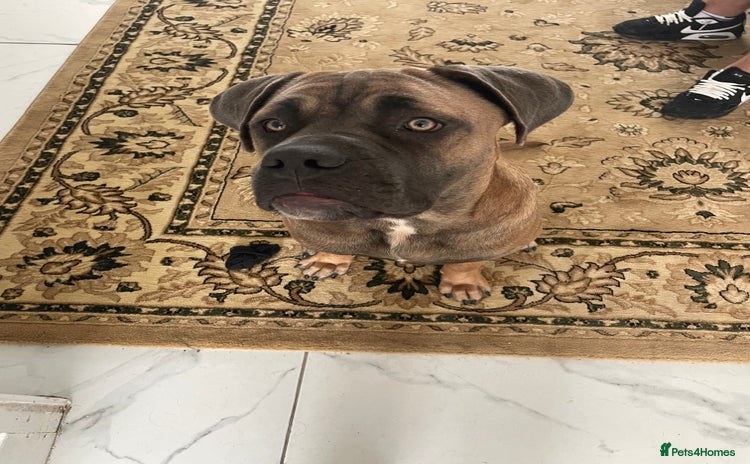 Cane Corso dogs - Advert 7