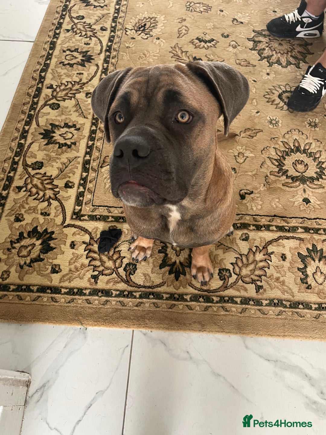 Cane Corso dogs for sale: Cane corso - Image 1