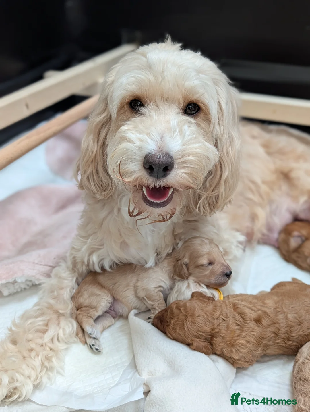 Cockapoo dogs for sale: Cockapoo puppies F1B  in Shrewsbury - Advert 1