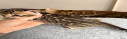 Bengal cats for sale: Beautiful Bengal Kittens Available for Reservation - Advert 3