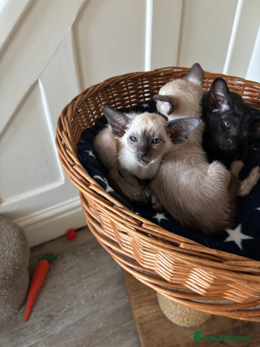 Siamese cats for sale: SIAMESE and ORIENTAL KITTENS - Advert 22