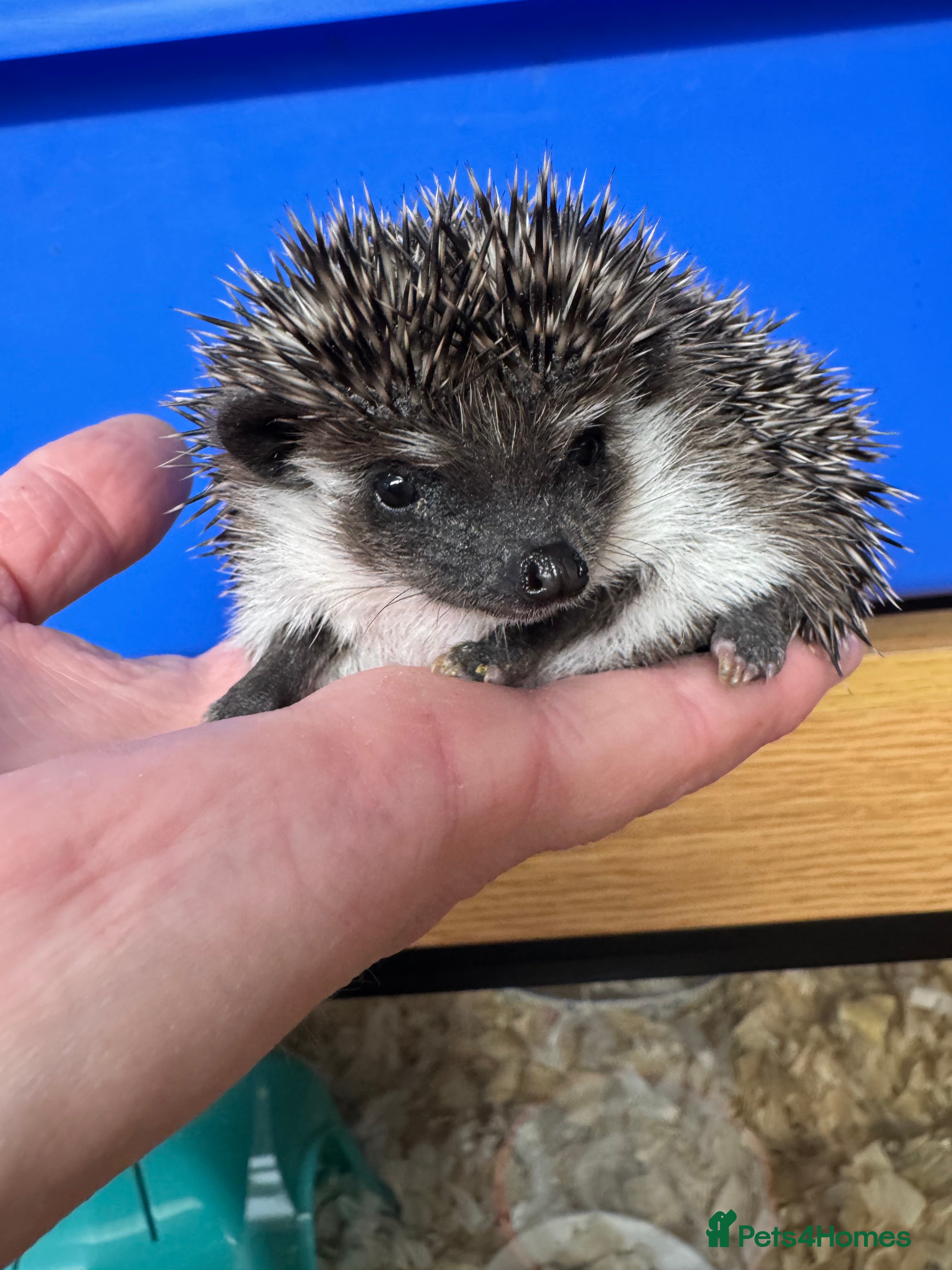 Pygmy Hedgehog rodents Hoglets full/dual masked/ cinnamon/ split faced  - Advert 13