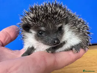 Pygmy Hedgehog rodents Hoglets full/dual masked/ cinnamon/ split faced - Advert 13