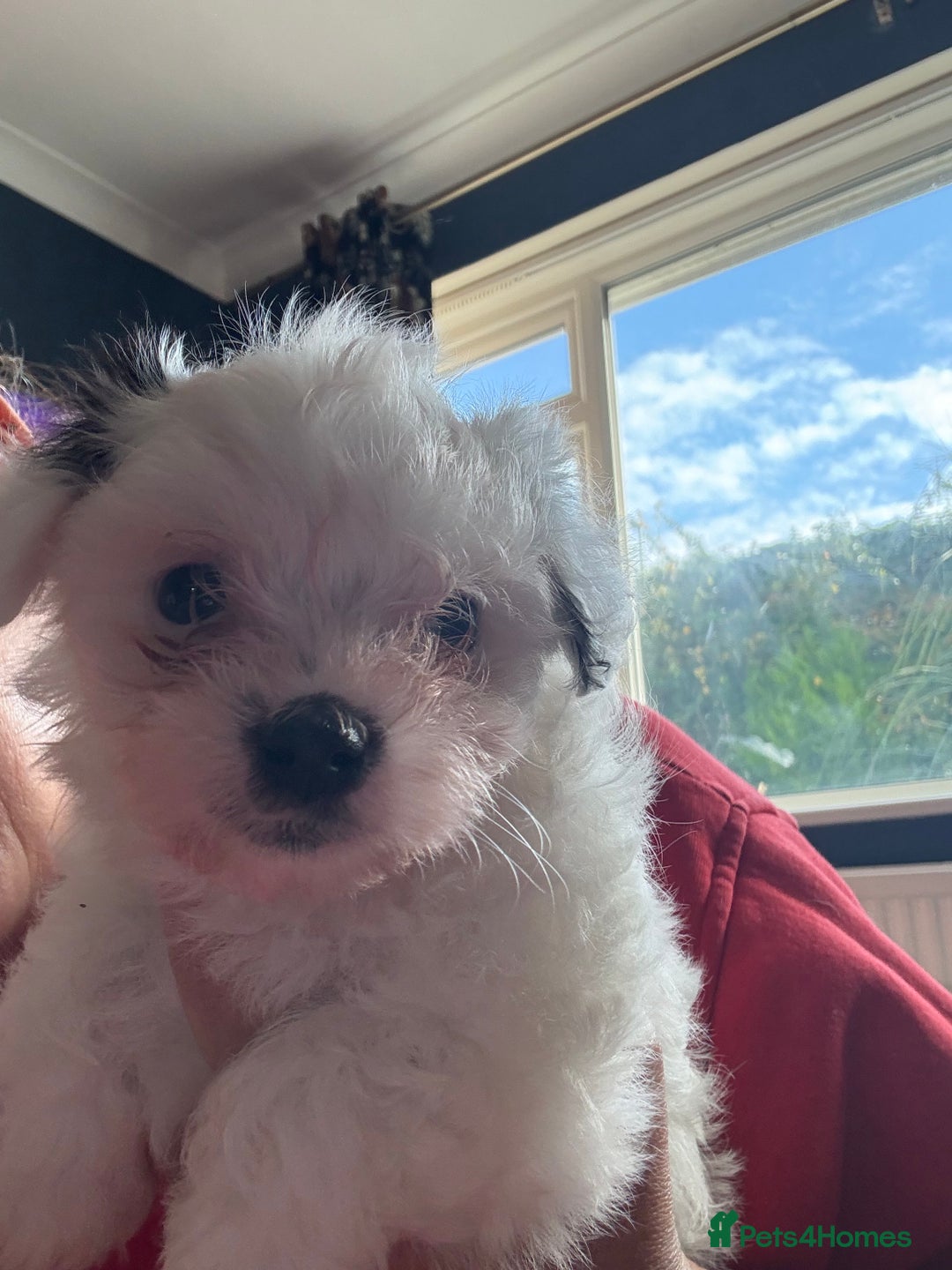 Coton De Tulear dogs for sale: Cotton De Tulear hyperallergenic puppies x3 - Image 2
