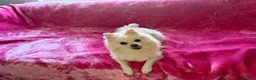 Pomeranian dogs for sale:  Adorable Pomeranian Puppies Merle, Sable & Black - Advert 7