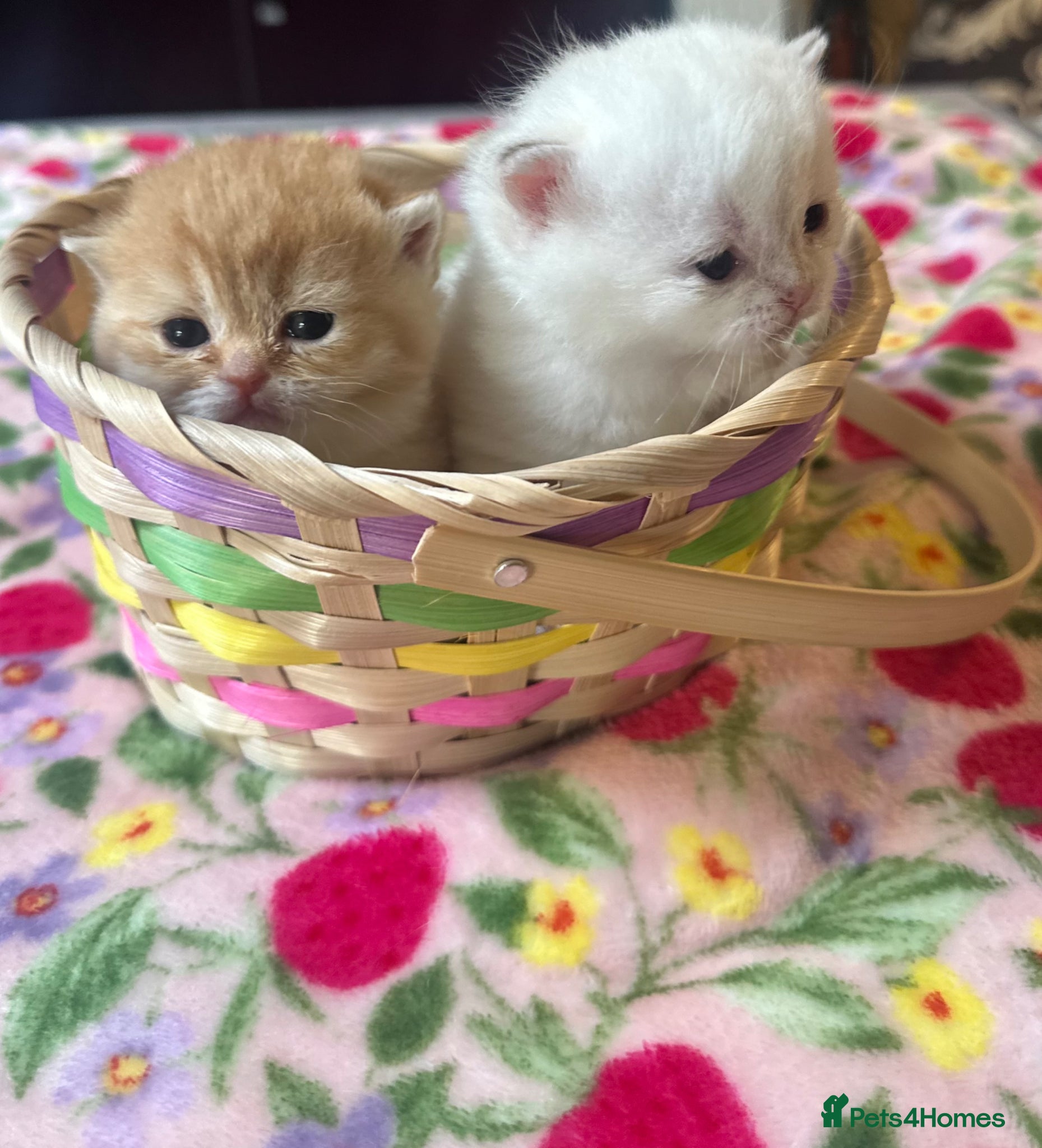 British Shorthair cats Breathtaking beauties 😻😻 - Advert 2