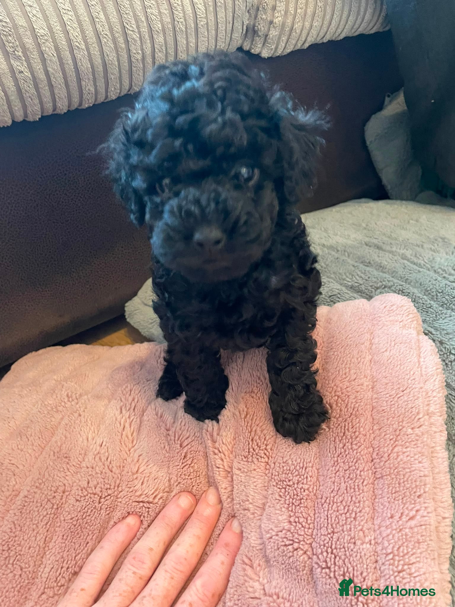 Toy Poodle dogs Ready to leave from 21st July 2x Gorgeous girls   - Advert 15