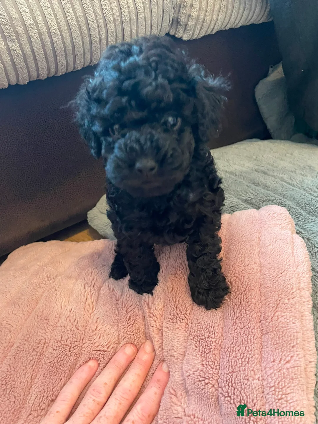 Toy Poodle dogs for sale: Ready to leave from 21st July 2x Gorgeous girls   - Advert 1