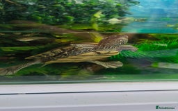 Terrapin reptiles for sale: Pair Mississippi Map Turtle  - Image 8
