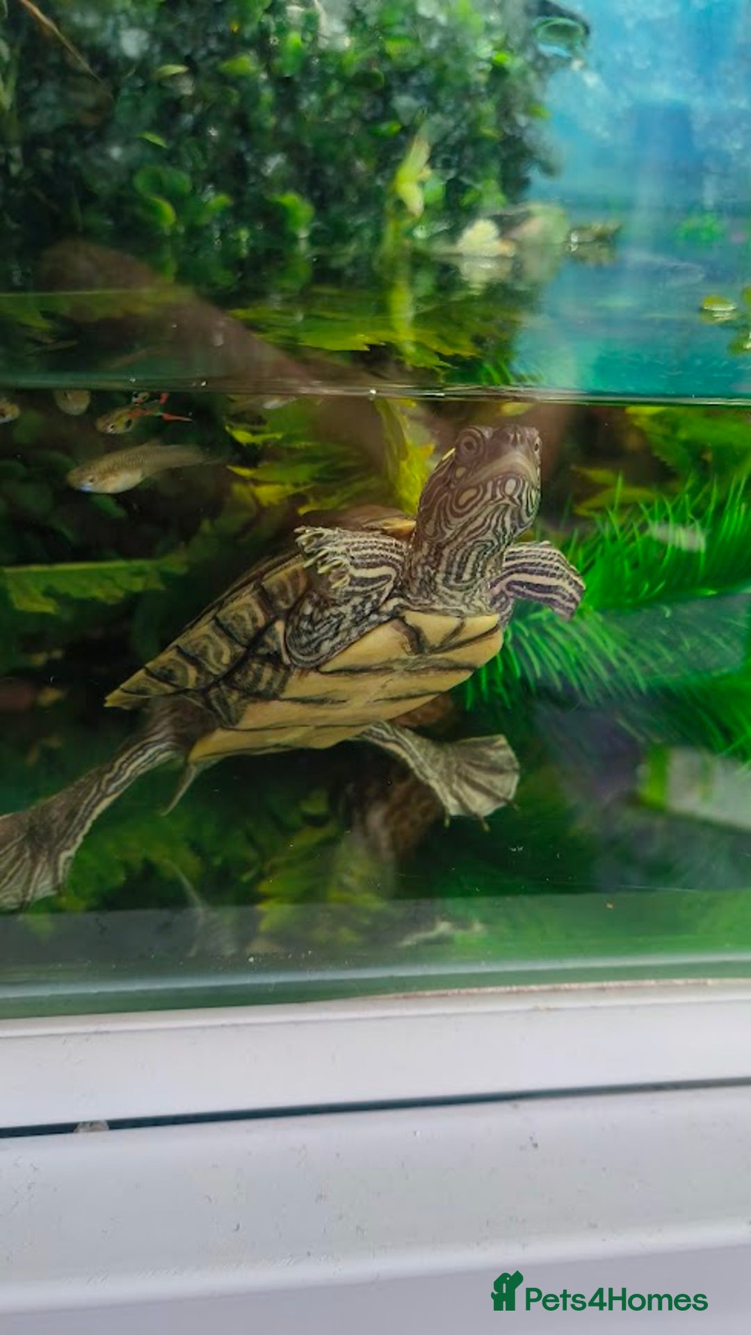 Terrapin reptiles for sale: Pair Mississippi Map Turtle  - Image 8