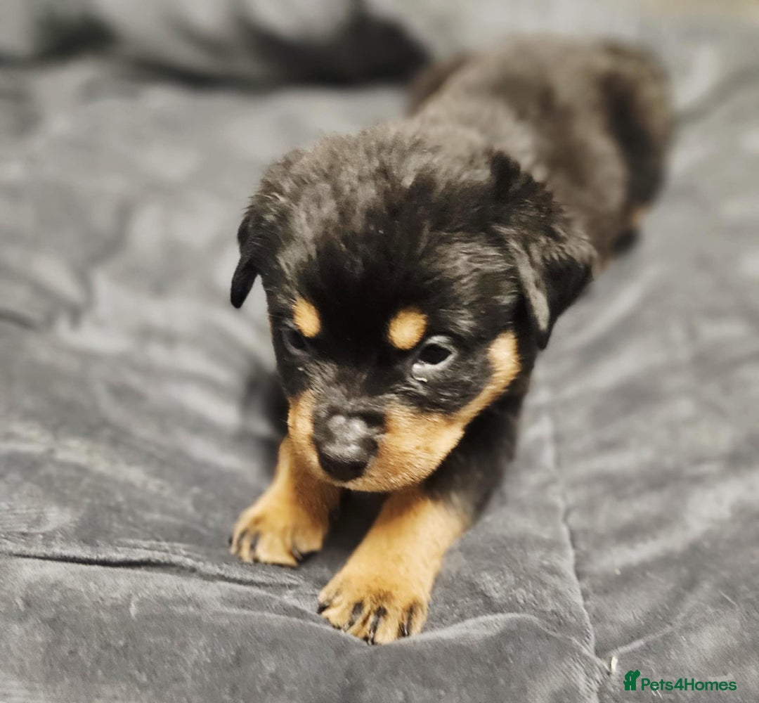 Rottweiler dogs for sale: READY NOW- Beautiful Rottweiler Puppies - Image 22