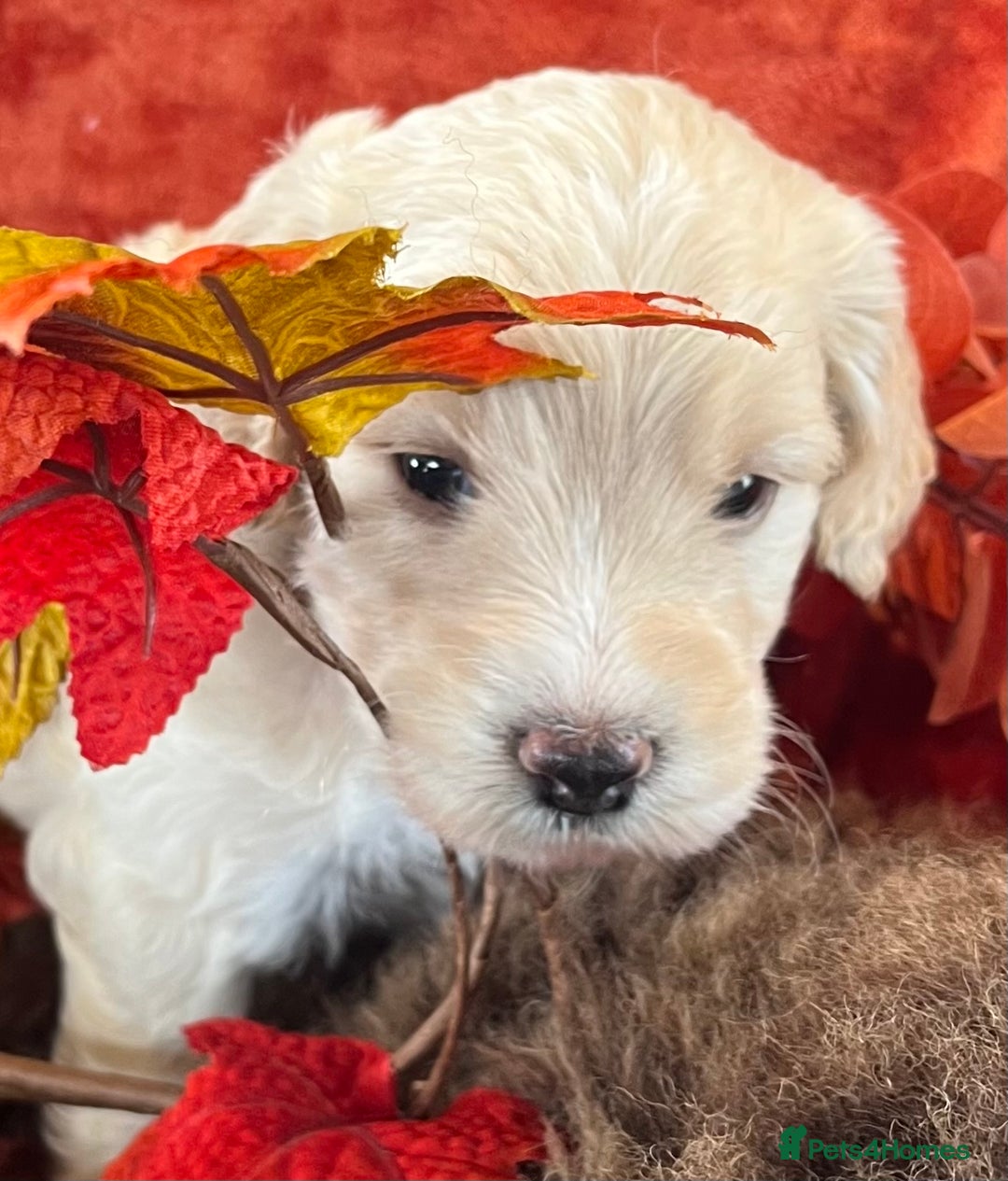 Cockapoo dogs for sale: Stunning F1 Cockapoos  - Advert 13